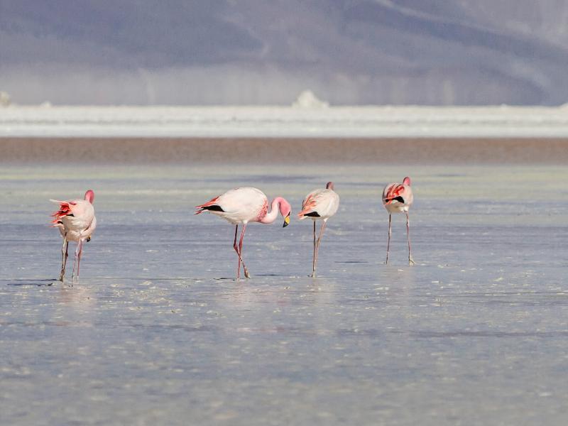 Ibis Budget Calama Exterior foto